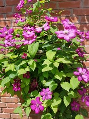 Flowering bush of purple clematis in the country