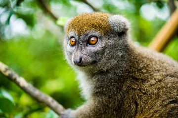 Madagascar Wildlife