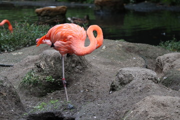 flamant rose