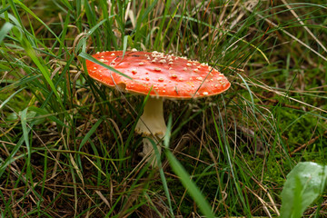 Wild amanita muscaria or fly agaric