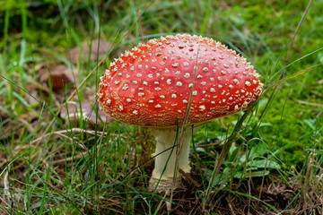 amanita muscaria or fly agaric mushroom