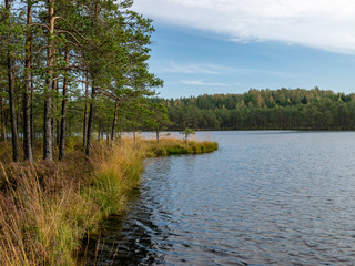 view of forest lake with small bog pines, tree reflections in water