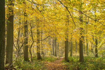 Fagus or beech trees autumnal foliage
