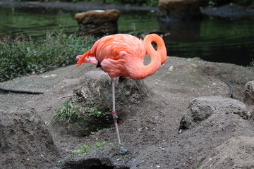 flamant rose