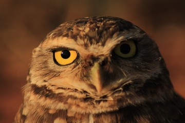 owl