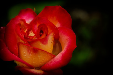 Closeup of a rose in the morning dew