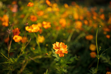 巾着田のコスモス