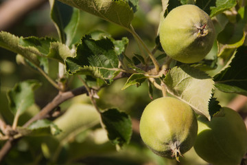 unripe green apples on a tree branch on a background of green foliage. eco natural food, juicy fruits. organic food cultivation, traditional farming, gardening. vegan vegetarian raw food products.