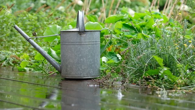 An old zinc watering can is standing on the wooden floor in the summer garden with plants on a rainy day