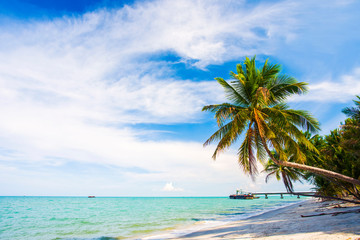 Fototapeta na wymiar Coconut trees by the beach on a clear day.