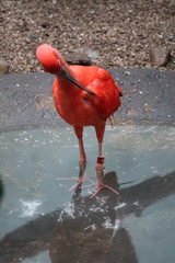 flamant rose
