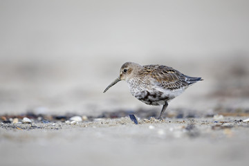 A dunlin (Calidris alpina) resting and foraging during migration on the beach of Usedom Germany.