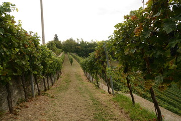 Fototapeta na wymiar filari di vitigno