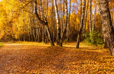 Birch grove in autumn
