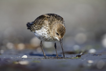 A dunlin (Calidris alpina) resting and foraging during migration on the beach of Usedom Germany.