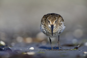 A dunlin (Calidris alpina) resting and foraging during migration on the beach of Usedom Germany.