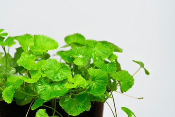 gotu kola in black pot on white background