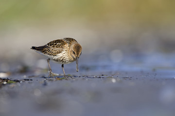 A dunlin (Calidris alpina) resting and foraging during migration on the beach of Usedom Germany.