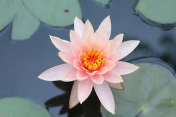 Close up pink lotus water lily flower
