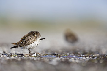 A dunlin (Calidris alpina) resting and foraging during migration on the beach of Usedom Germany.