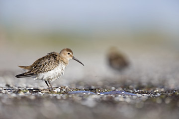 A dunlin (Calidris alpina) resting and foraging during migration on the beach of Usedom Germany.