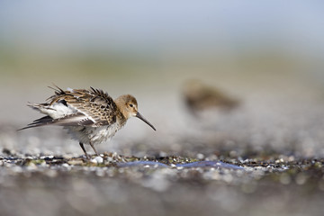 A dunlin (Calidris alpina) resting and foraging during migration on the beach of Usedom Germany.