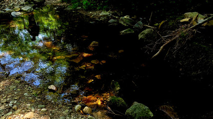 수목속의 등산객