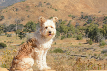 An adorable shaggy dog poses in a wilderness setting