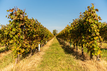 vigneto autunno