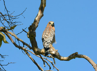 A Coopers Hawk (Accipiter cooperii) perched on the branch of a leafless tree