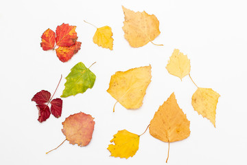 Fototapeta premium autumn leaves on white background