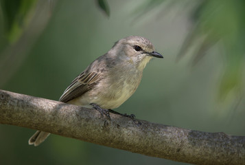 African Grey Flycatcher seen at Masai Mara Game Reserve,Kenya,Africa
