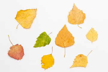 autumn leaves from trees on a white background. herbarium. top view
