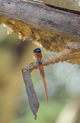 African Paradise Flycatcher seen at Masai Mara Game Reserve,Kenya,Africa