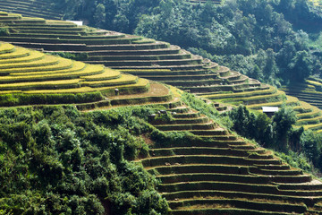 Fototapeta na wymiar Rice fields on terraced of Mu Cang Chai, YenBai, Vietnam. Vietnam landscapes.