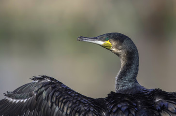 African Cormorant at Lake Naivasha,Kenya,Africa