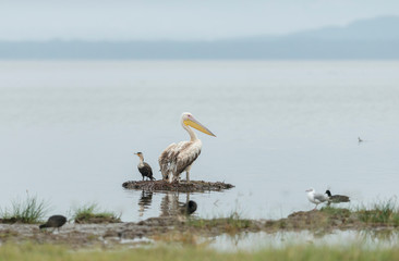 Pelican sitting on Mud mount in Lake Nakuru,Kenya,Africa