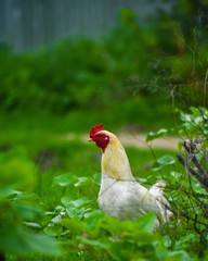 rooster in the grass