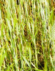 Obraz premium Close up of wheat plant as nature background.
