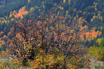 Beautiful autumn landscape. A lot of yellow leaves on the trees. Time of year September. Bright yellow photophone.
