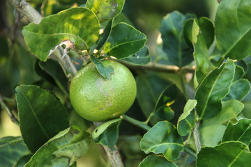 Fresh lime and lime leaves