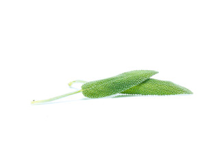 Sage leaves isolated on white background