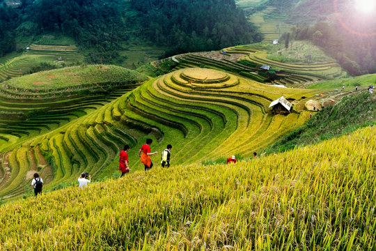 Rice fields on terraced of Mu Cang Chai, YenBai, Vietnam. Vietnam landscapes.