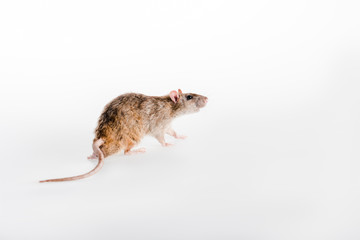 small and fluffy rat running on white