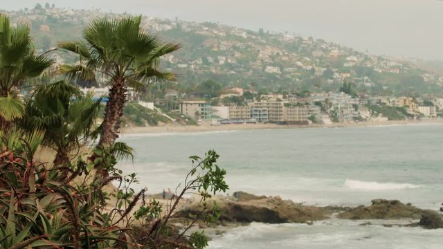 Palm Trees grow along the scenic coastline of Laguna Beach, California