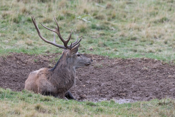 Red deer in a mud puddle (Cervus elaphus)