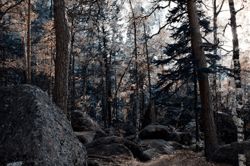 Fairy forest. The unusual coloring of the trees. Autumn landscape.