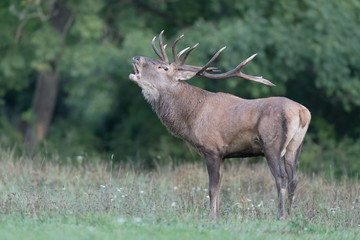 The king of the forest in rutting season (Cervus elaphus)