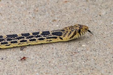 Desert Serpent