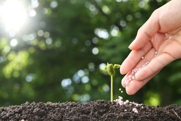 hand of a farmer giving fertilizer to young green plants / nurturing baby plant with chemical...